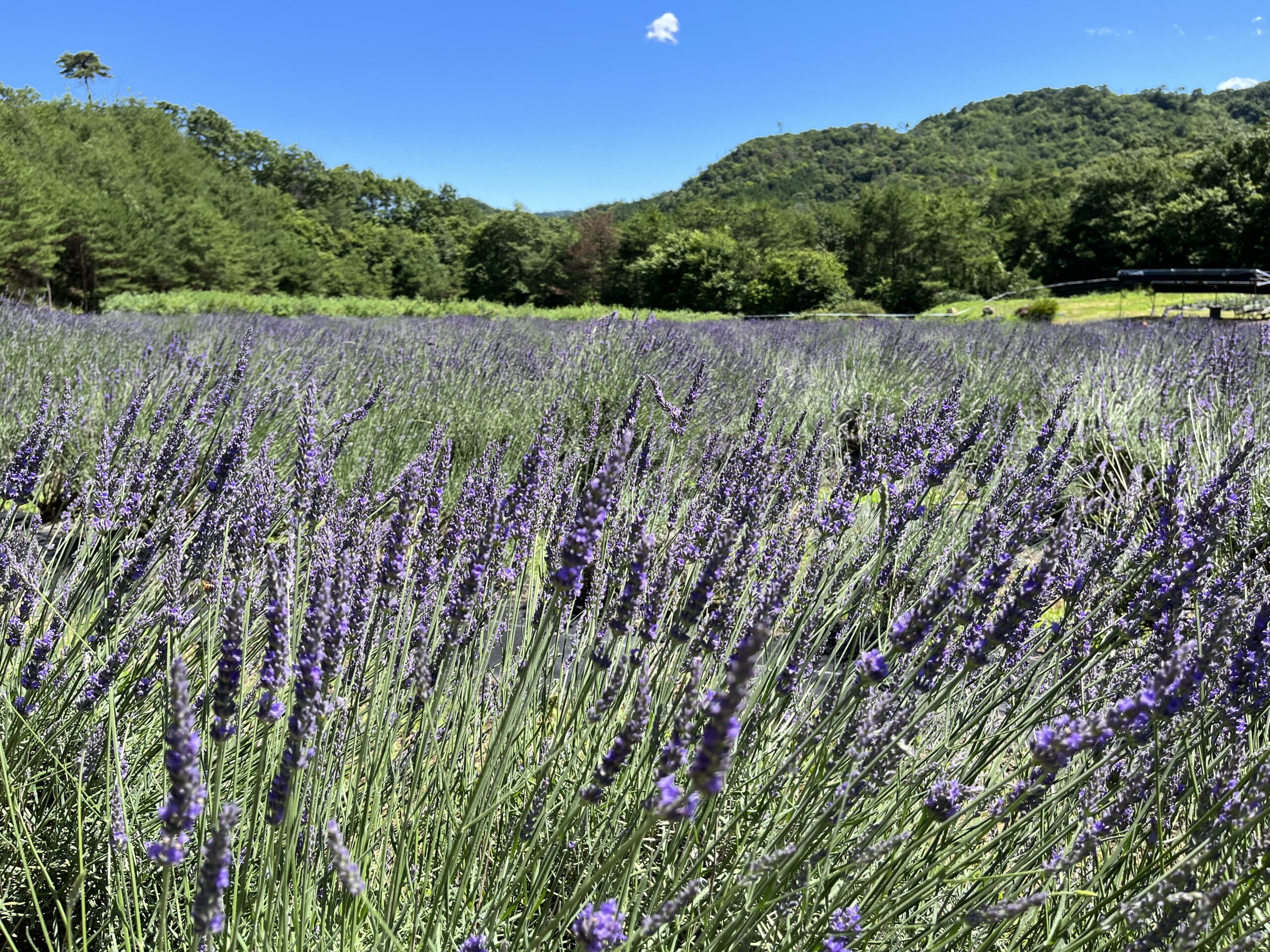 （有）黒瀬農園（香山ラベンダーの丘）