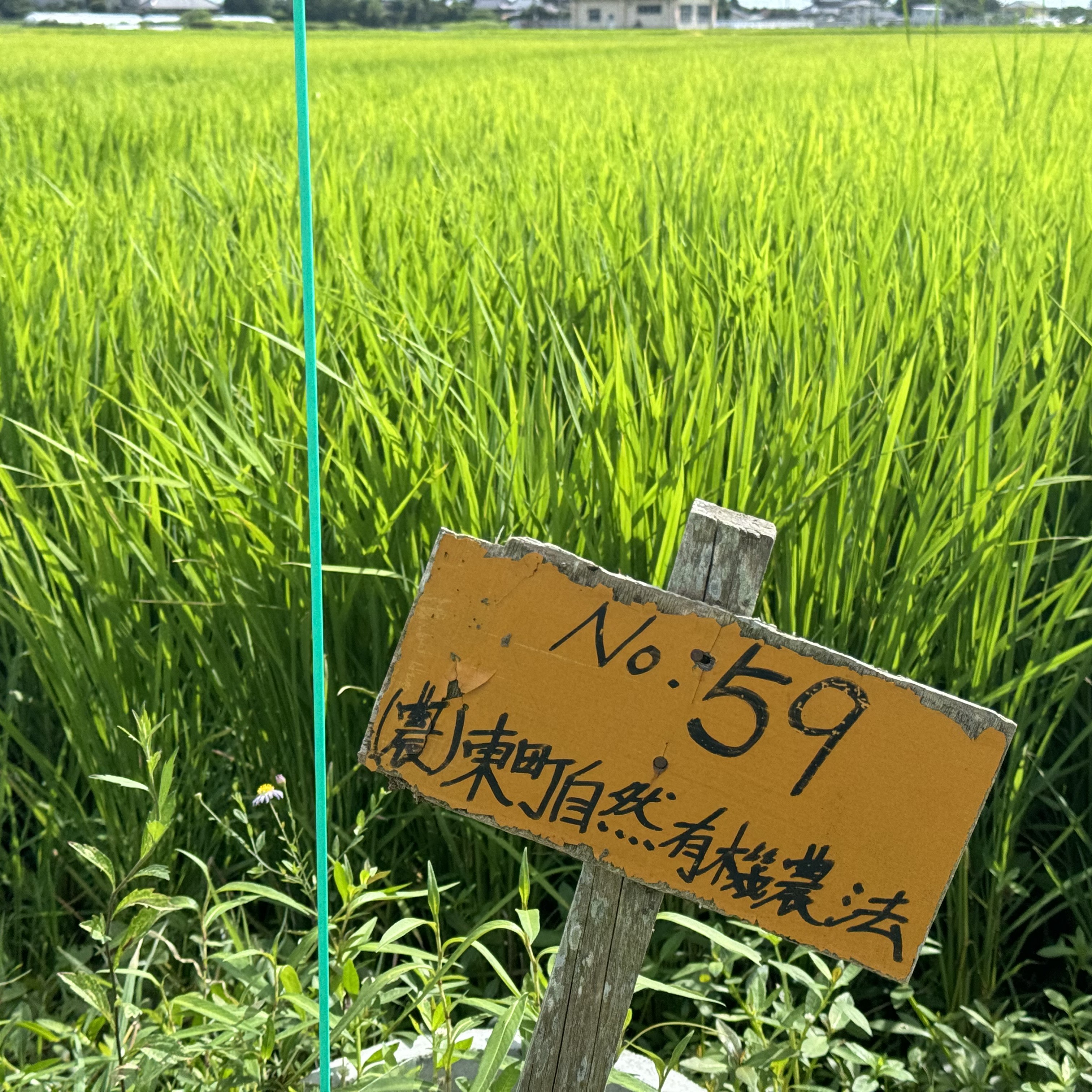 有機栽培米しらさぎミルキークイーン（白米5キロ）のサムネイル画像_2