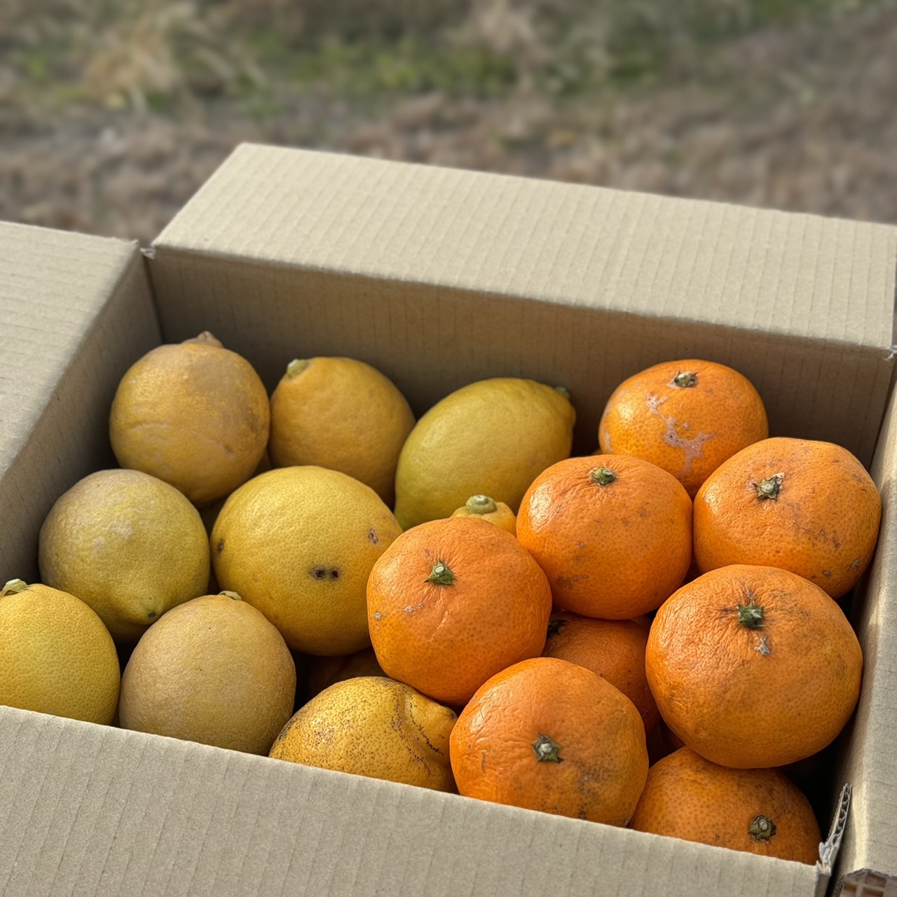 【訳ありお得セット】レモン＆青島みかん(各10玉ほど)のサムネイル画像