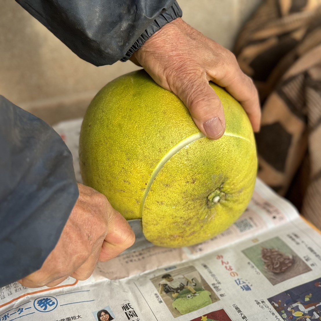 【希少品種】晩白柚・香り豊かで食べ応え抜群（家庭用）のサムネイル画像_7