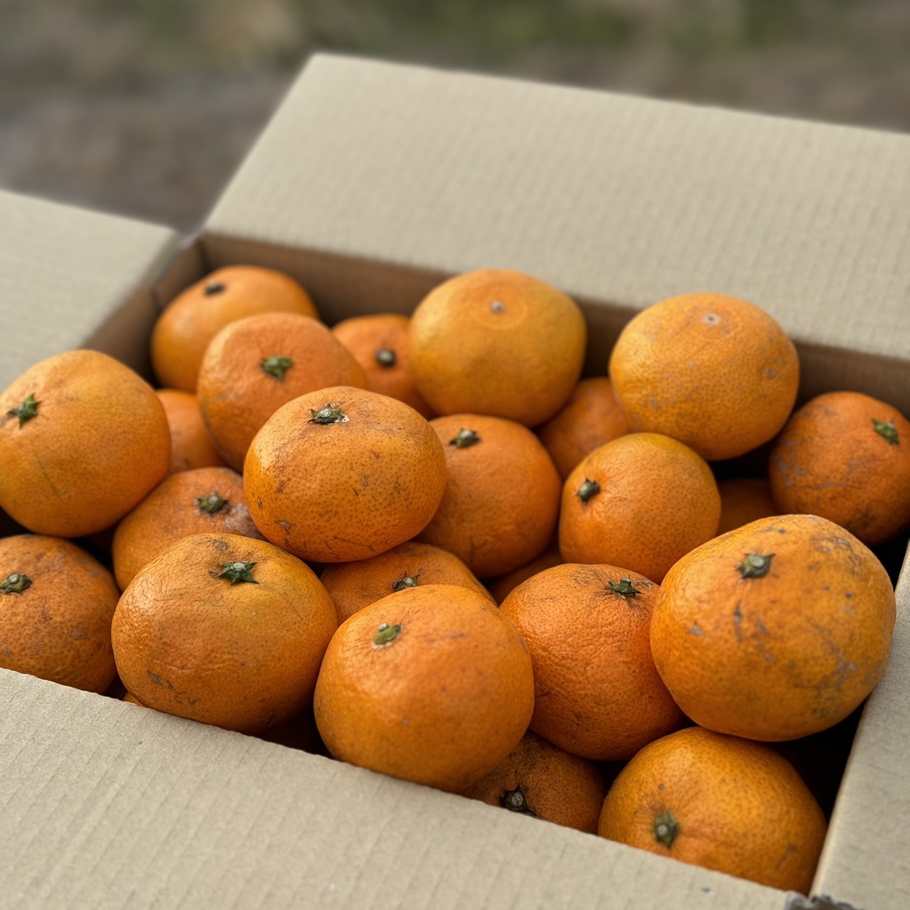 【蔵熟成で甘み凝縮】訳あり青島みかん・2kg(20個ほど)のサムネイル画像