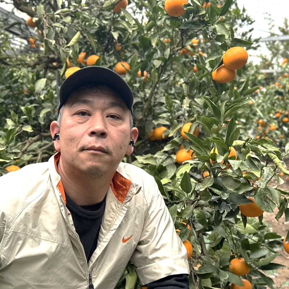 【家庭用・3月上旬発送】ハウス栽培せとか（小玉Sサイズ）のサムネイル画像_4