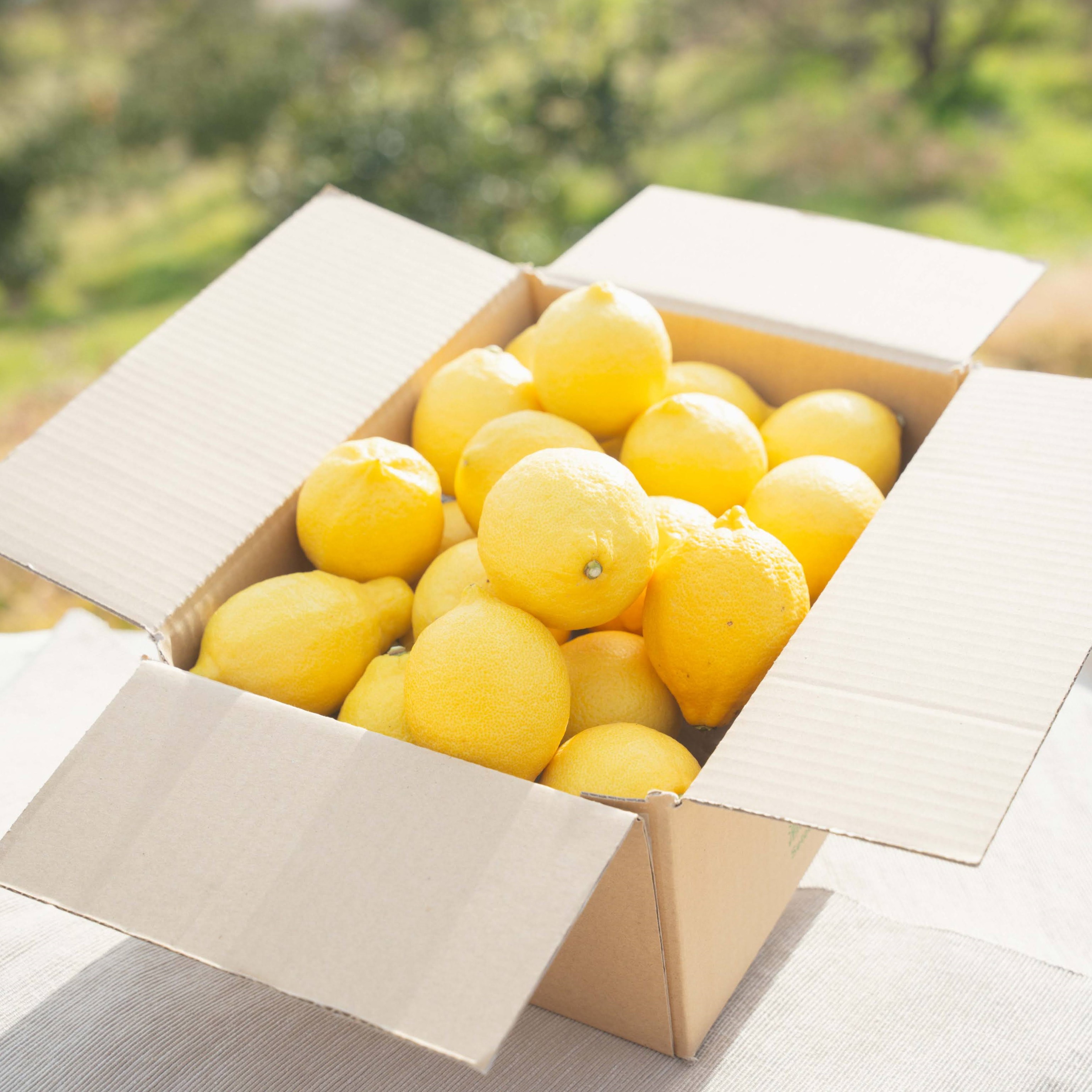 瀬戸内・安芸津産レモン2キロのサムネイル画像_0