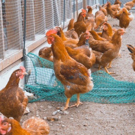 【地元の誇り】東広島こい地鶏・半身セット のサムネイル画像_2