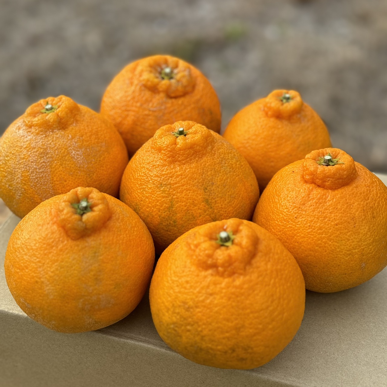 【甘味と酸味が絶妙】訳あり不知火・家庭用のサムネイル画像_0