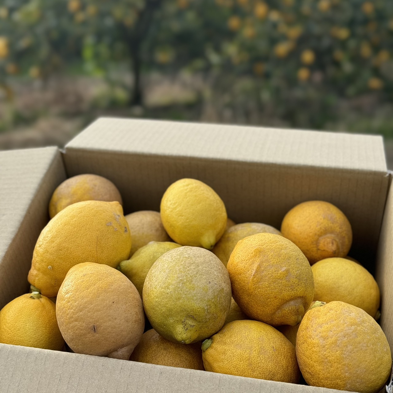 【まずはお試し】訳あり家庭用レモン・2kg(15～20個)のサムネイル画像_1