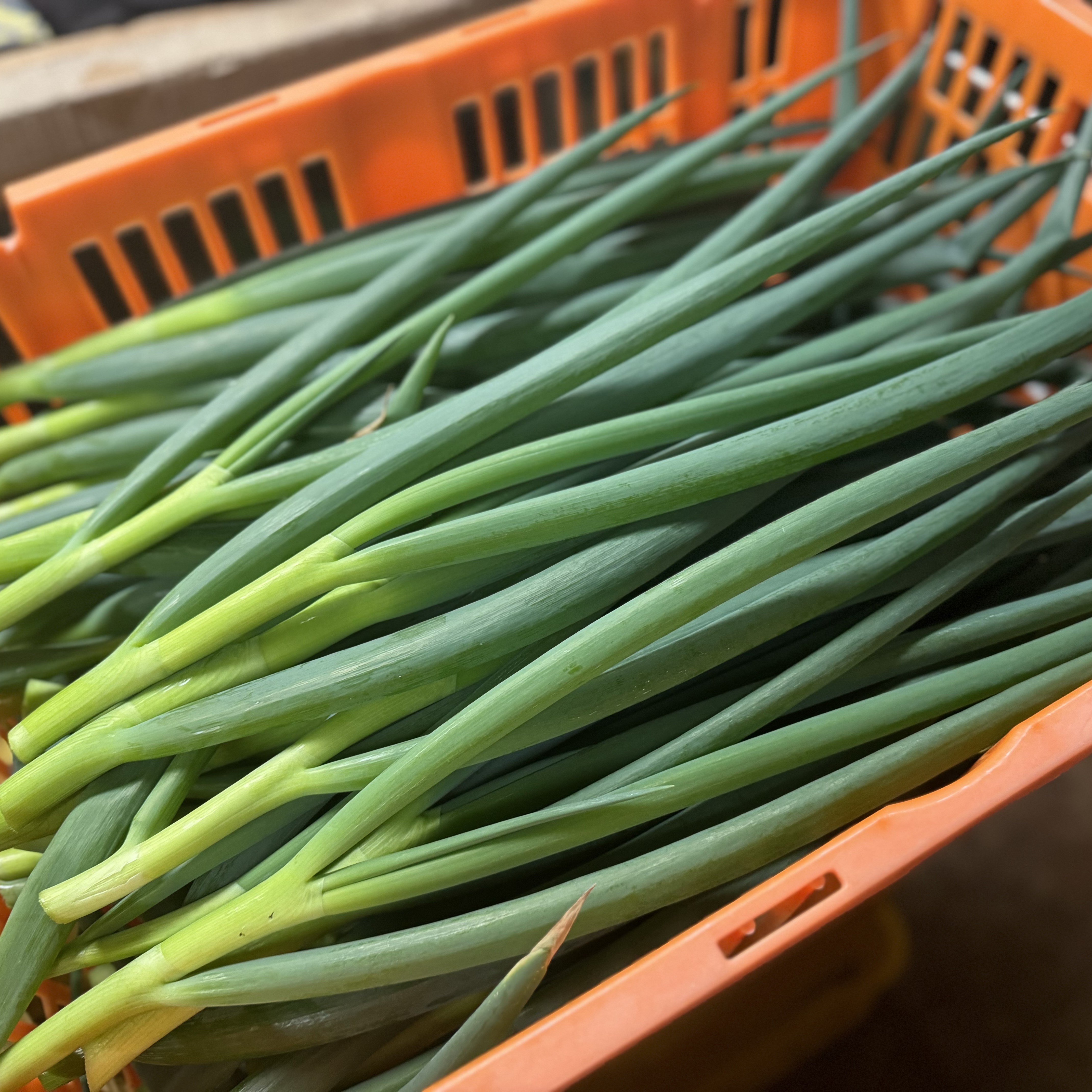 【飲食店向け】瀬戸内・青ネギ5キロのサムネイル画像