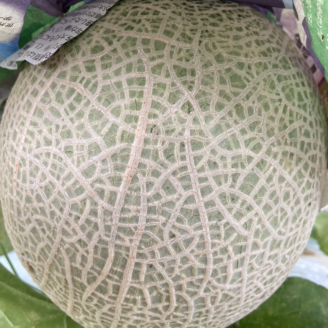 メロン メロン | JAながさき西海