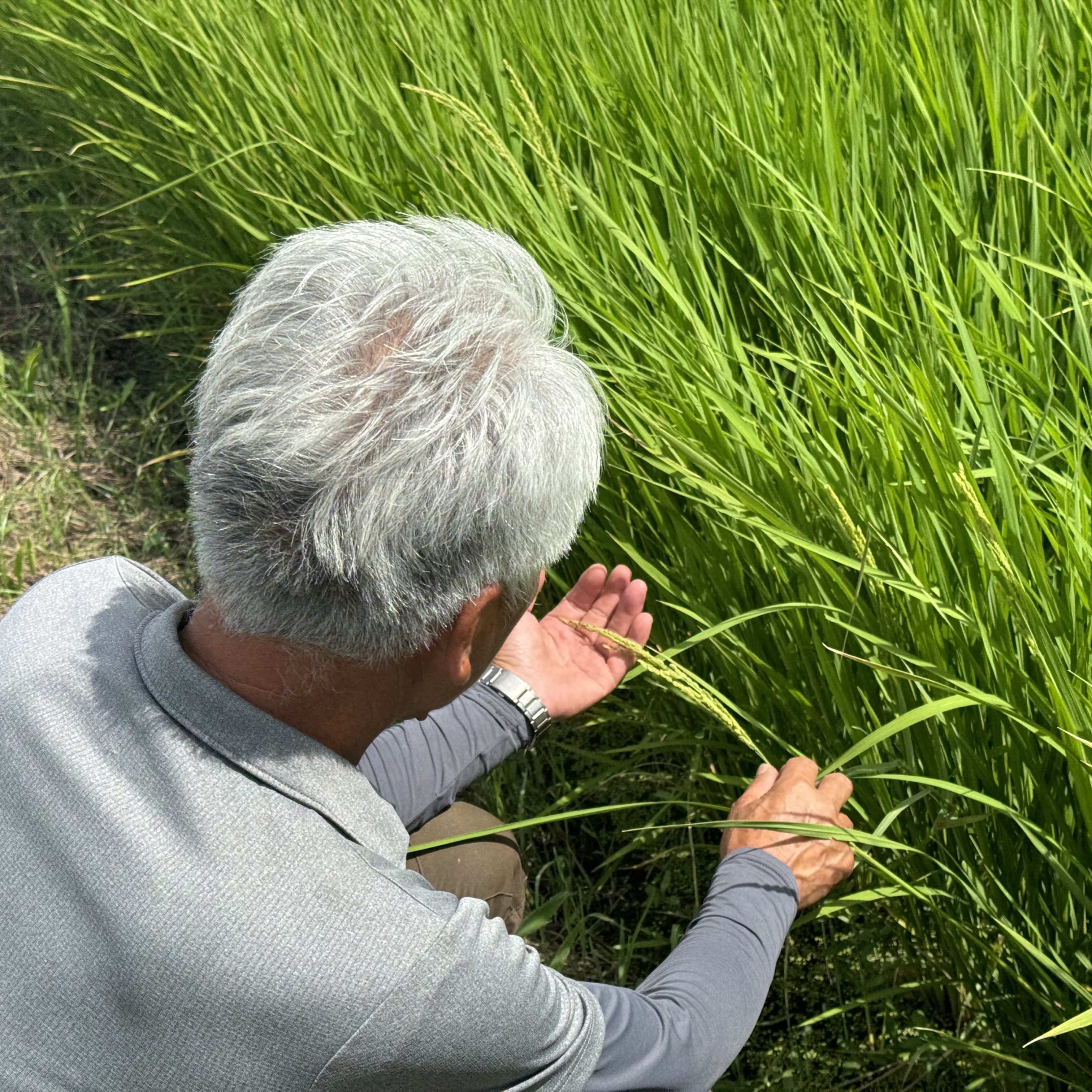 有機栽培米しらさぎミルキークイーン(玄米5キロ)のサムネイル画像_4