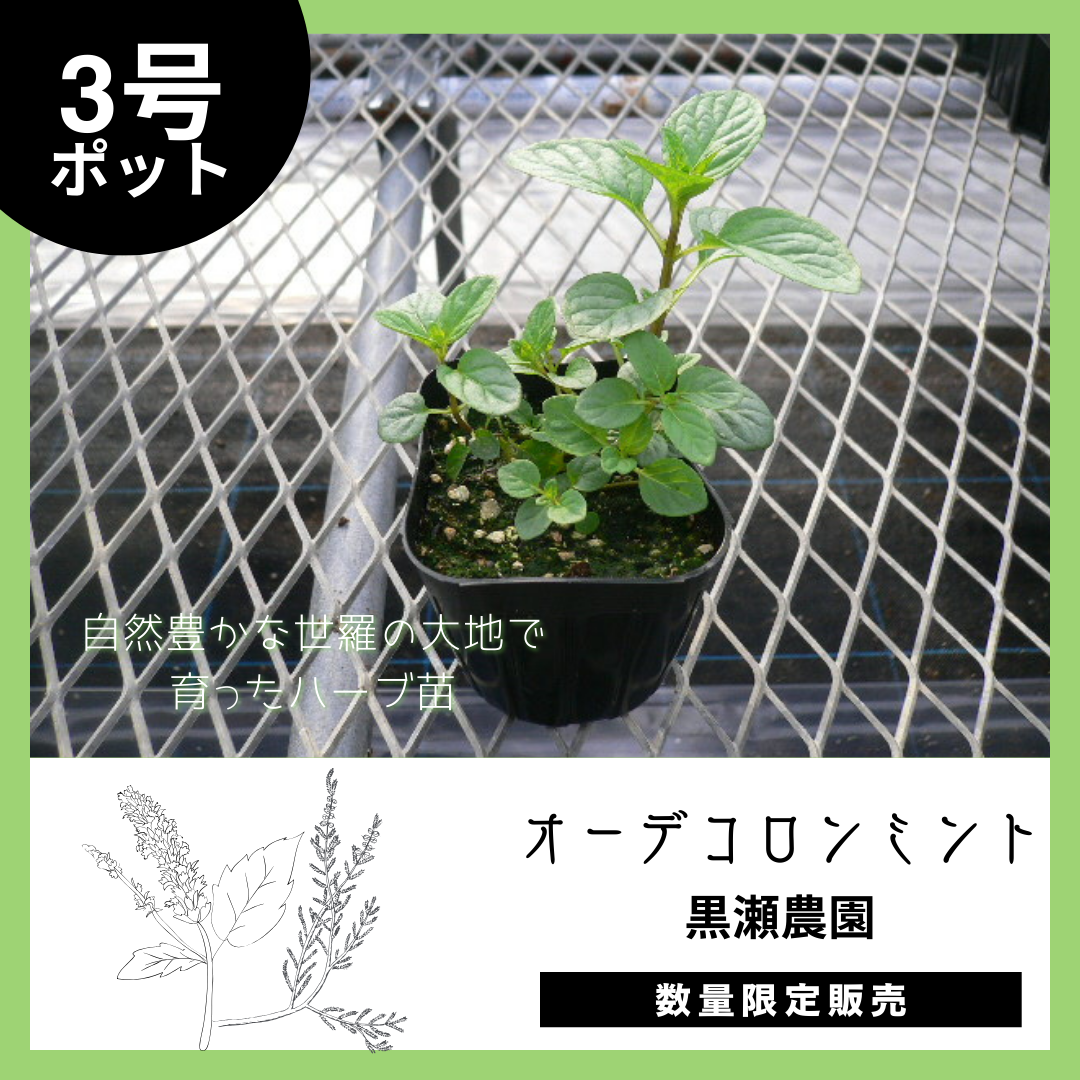 【世羅町から自然の香りを】オーデコロンミント×1個（3号ポット）のサムネイル画像_1