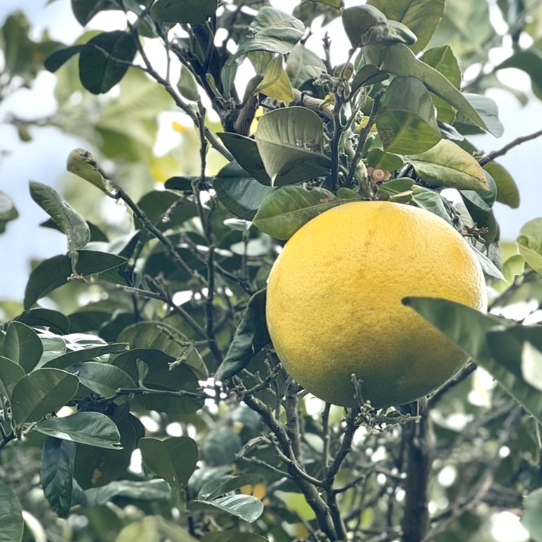 【希少品種】晩白柚・香り豊かで食べ応え抜群（家庭用）のサムネイル画像_3