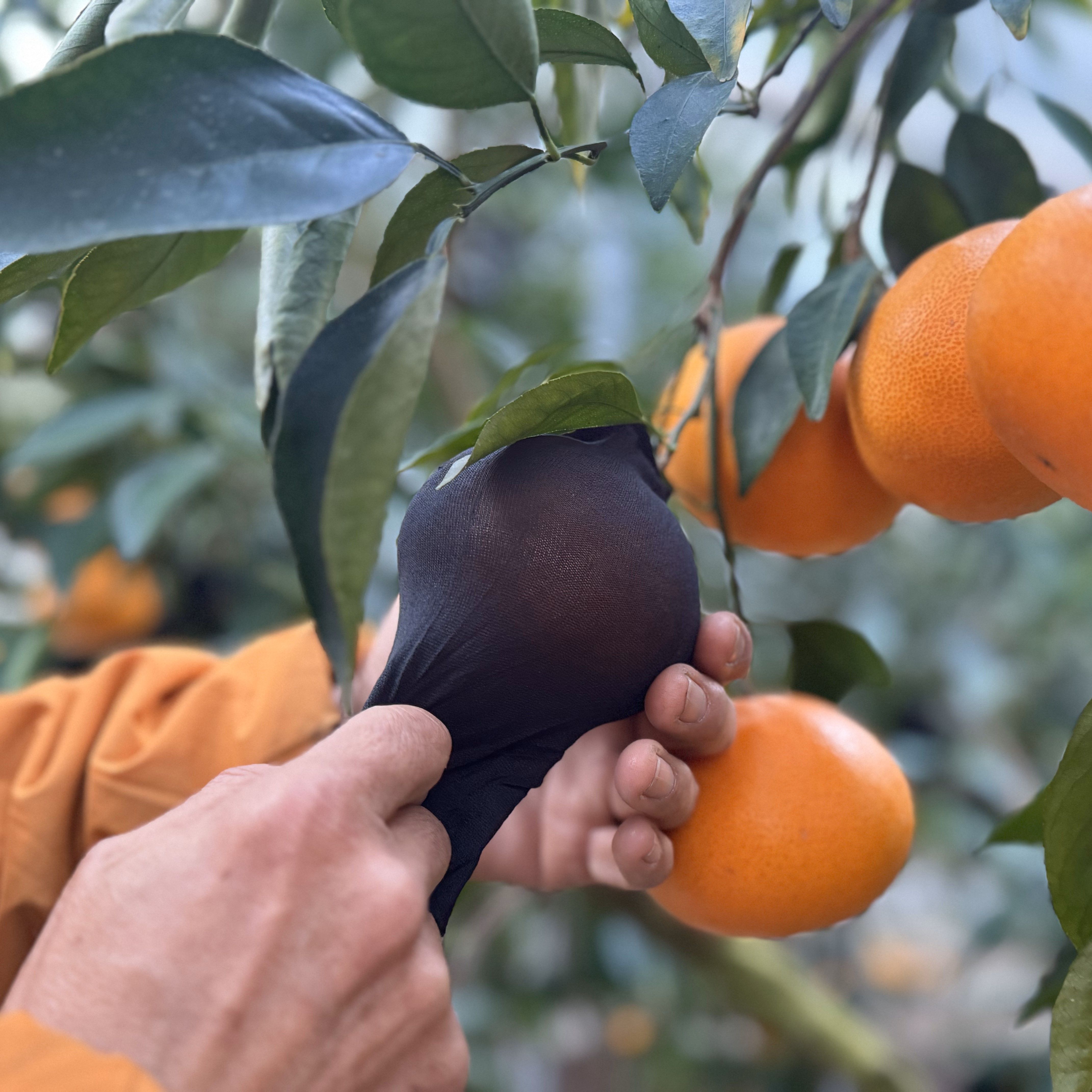 【家庭用・2月中旬発送】ハウス栽培せとか2キロ（7〜9個）のサムネイル画像_2