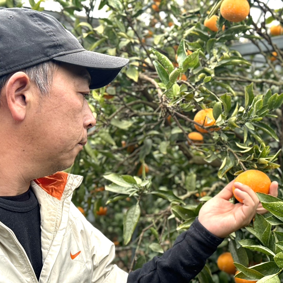 【贈答用・3月上旬発送】ハウス栽培せとか3キロ（15玉ほど）のサムネイル画像_4