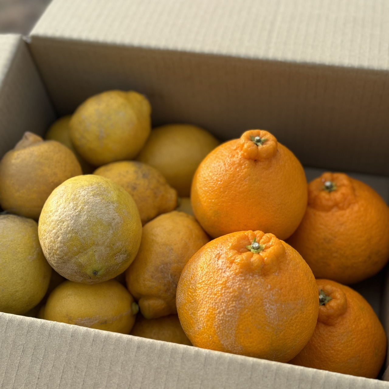 【家庭用お試しセット】訳ありレモン&旬の柑橘のサムネイル画像