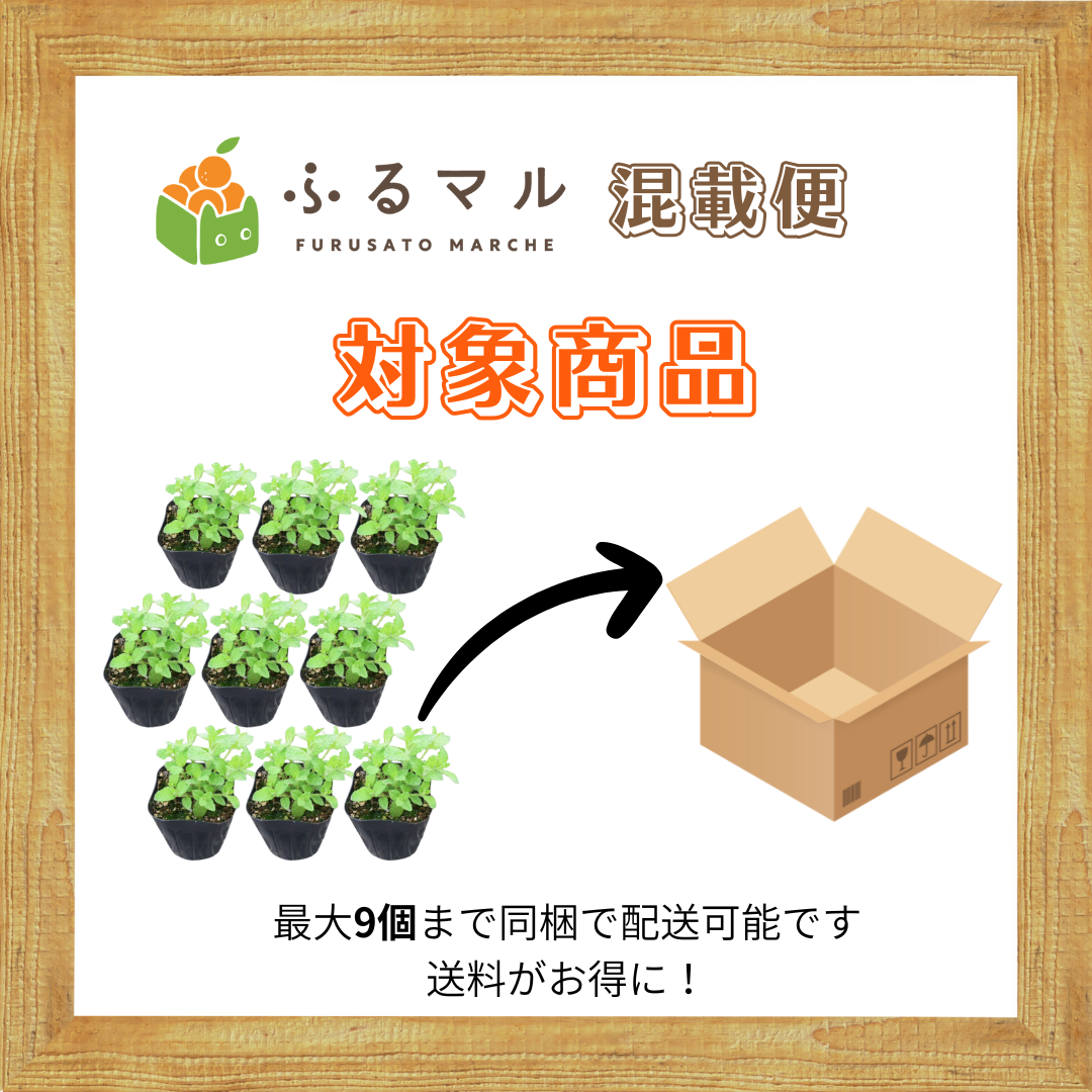 世羅町から自然の香りを】アップルミント×1個（3号ポット） - 産地直送