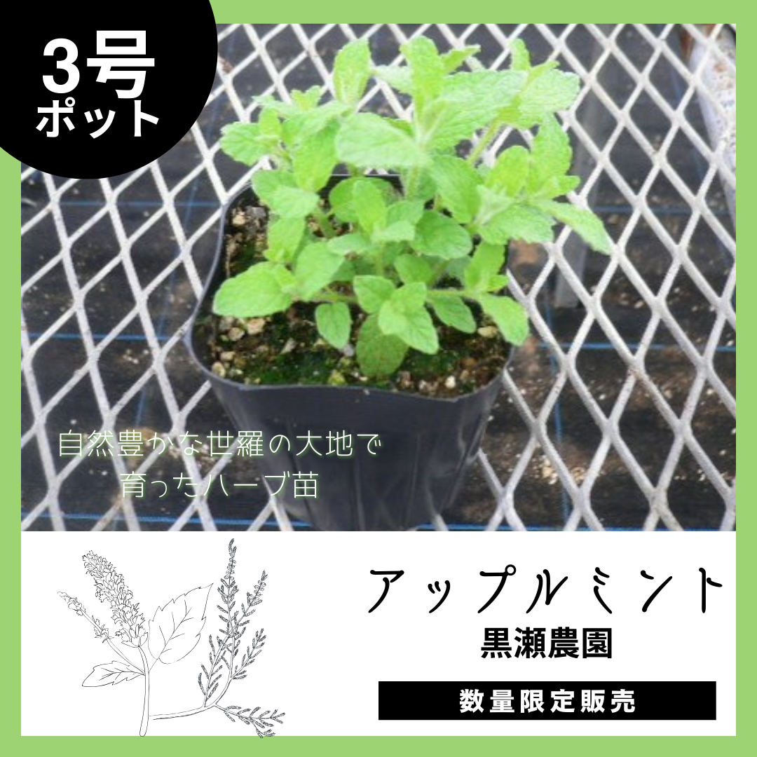 【世羅町から自然の香りを】アップルミント×1個（3号ポット）のサムネイル画像