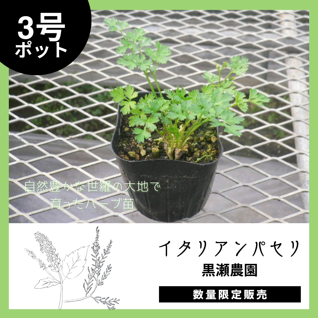 【世羅町から自然の香りを】イタリアンパセリ×1個(3号ポット)のサムネイル画像