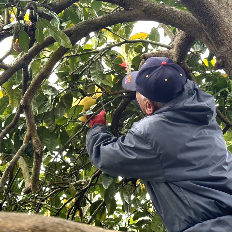 【希少品種】晩白柚・香り豊かで食べ応え抜群（家庭用）のサムネイル画像_4