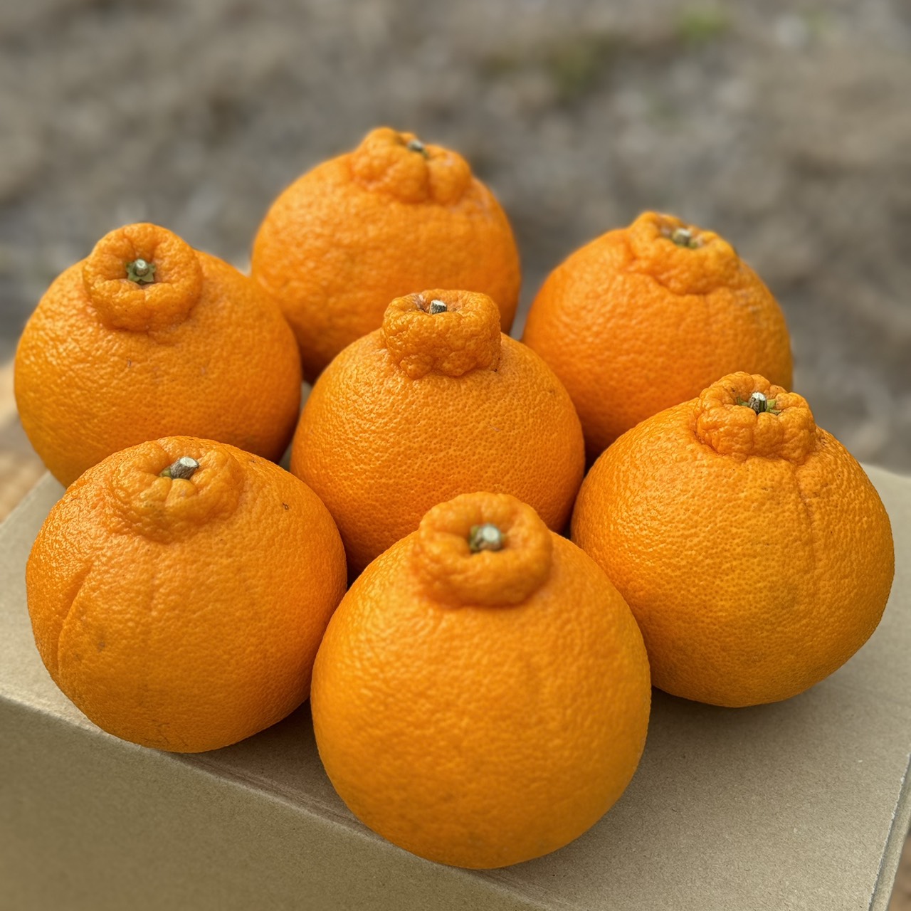 【甘味と酸味が絶妙】瀬戸内安芸津産・不知火（贈り物にも）のサムネイル画像