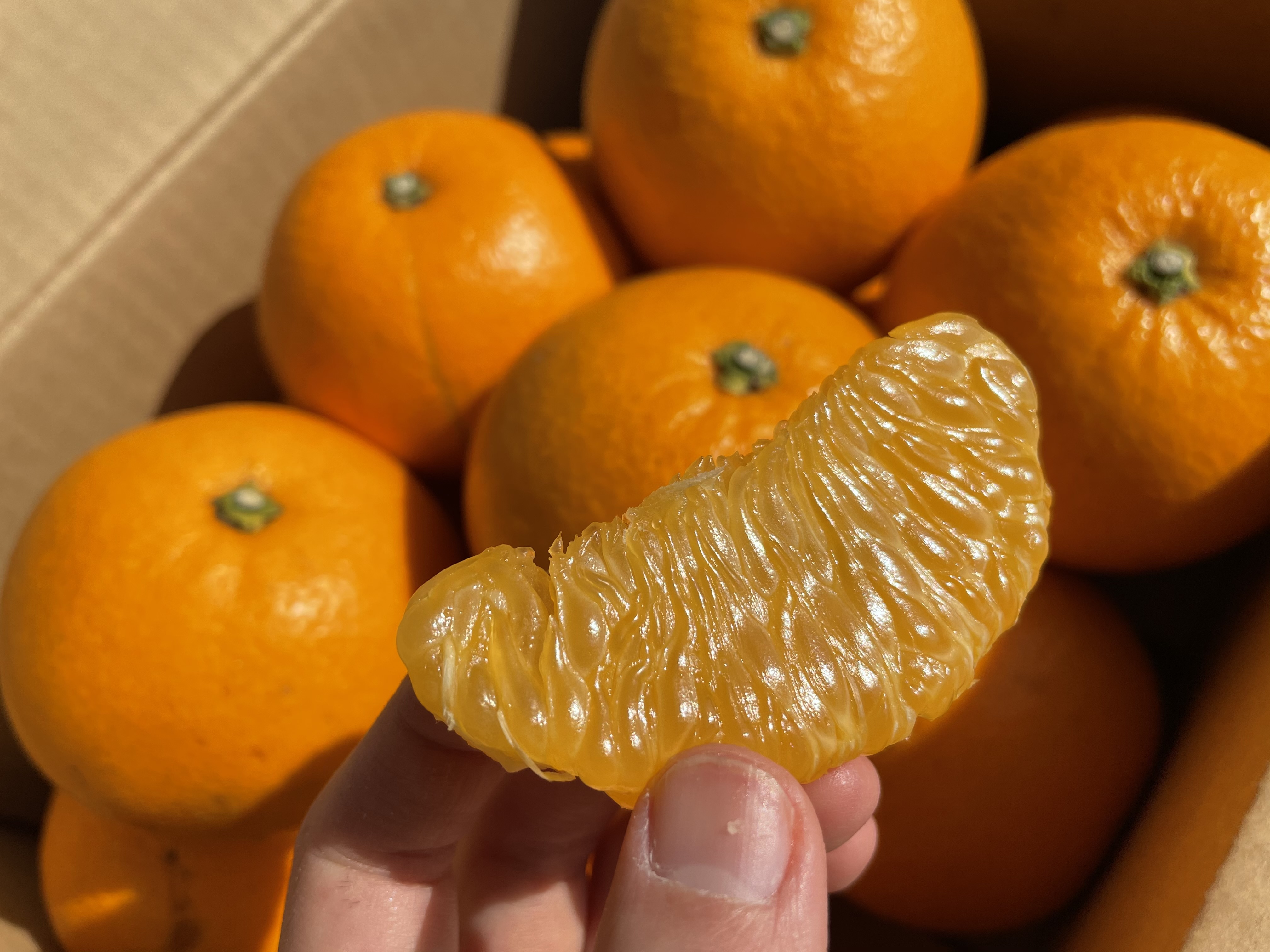 クセになる食感！】大崎上島産 紅八朔 5キロ（1キロ約4玉前後） - 産地