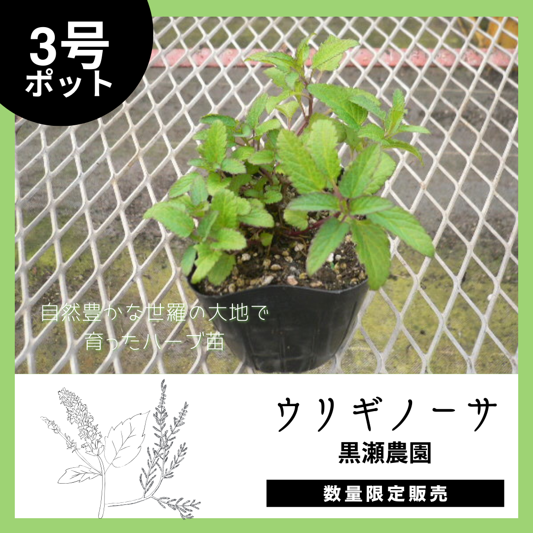 【世羅町から自然の香りを】ウリギノーサ×1個(3号ポット)のサムネイル画像