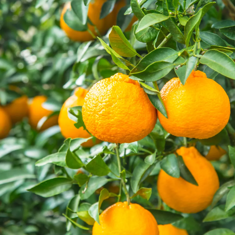 【甘味と酸味が絶妙】瀬戸内安芸津産・不知火（贈り物にも）のサムネイル画像_1