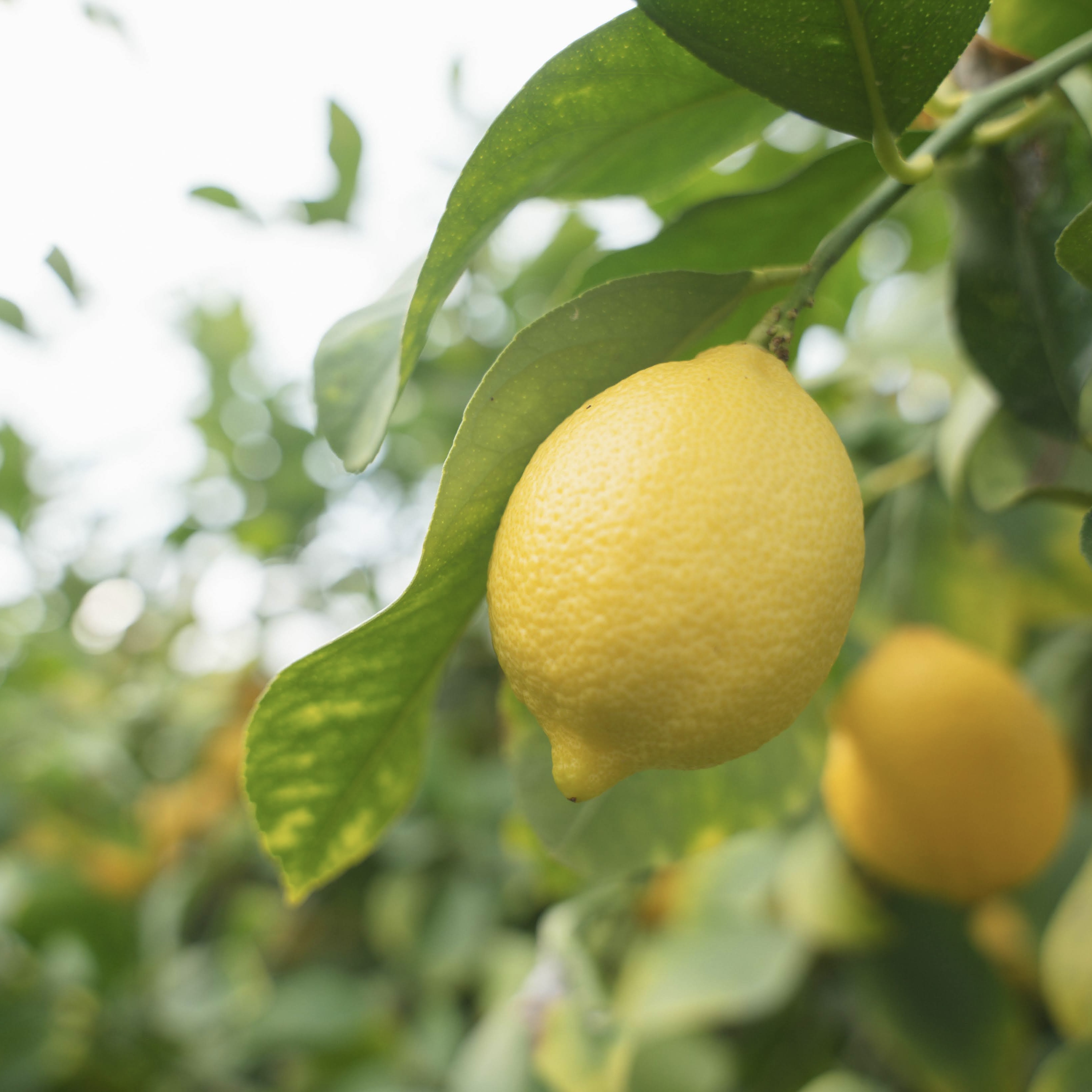 瀬戸内・安芸津産レモン５キロのサムネイル画像_0