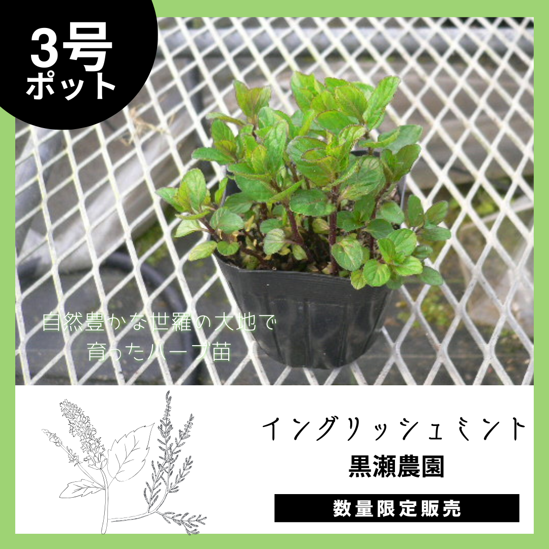 【世羅町から自然の香りを】イングリッシュミント×1個（3号ポット）のサムネイル画像