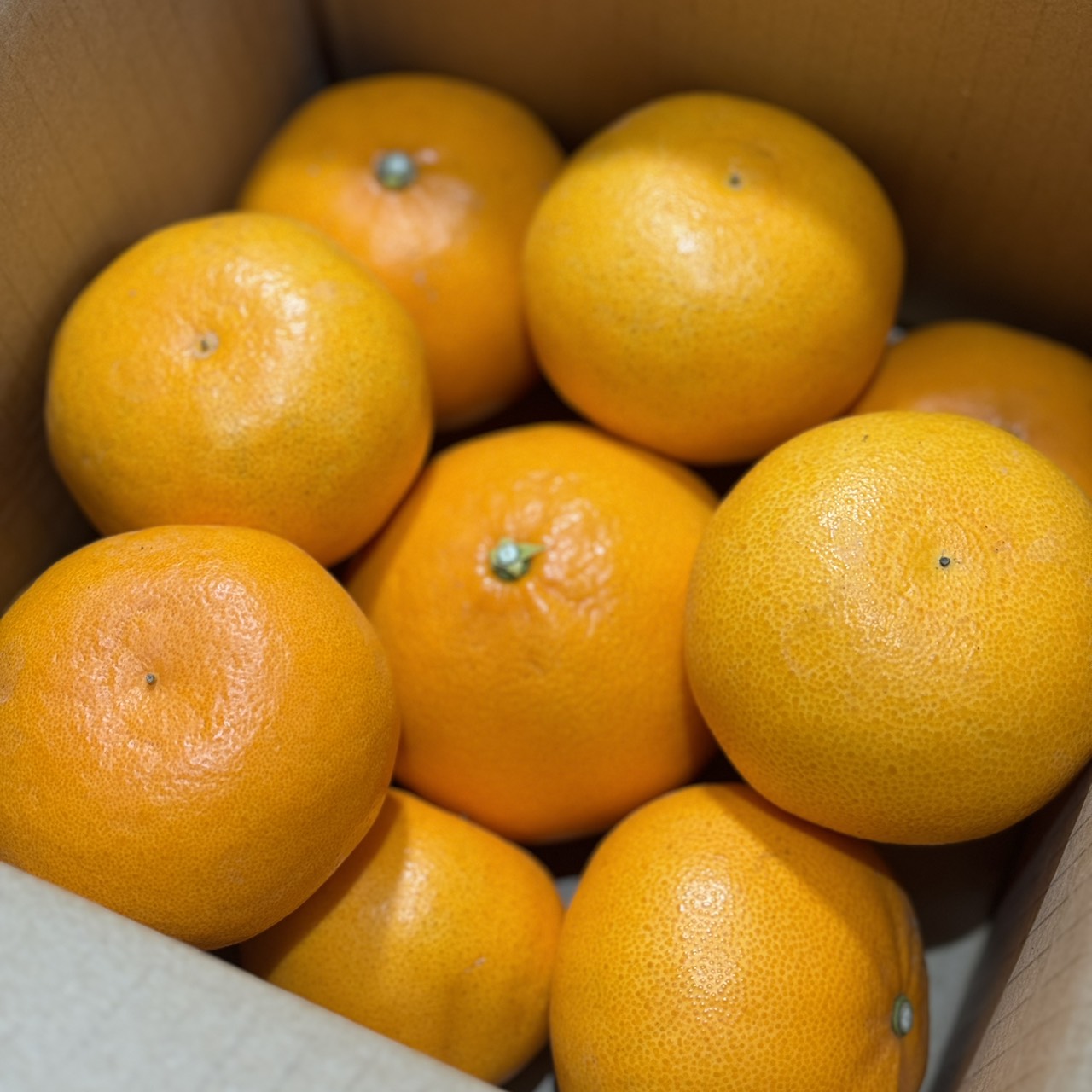 【家庭用・2月中旬発送】ハウス栽培せとか2キロ（7〜9個）のサムネイル画像