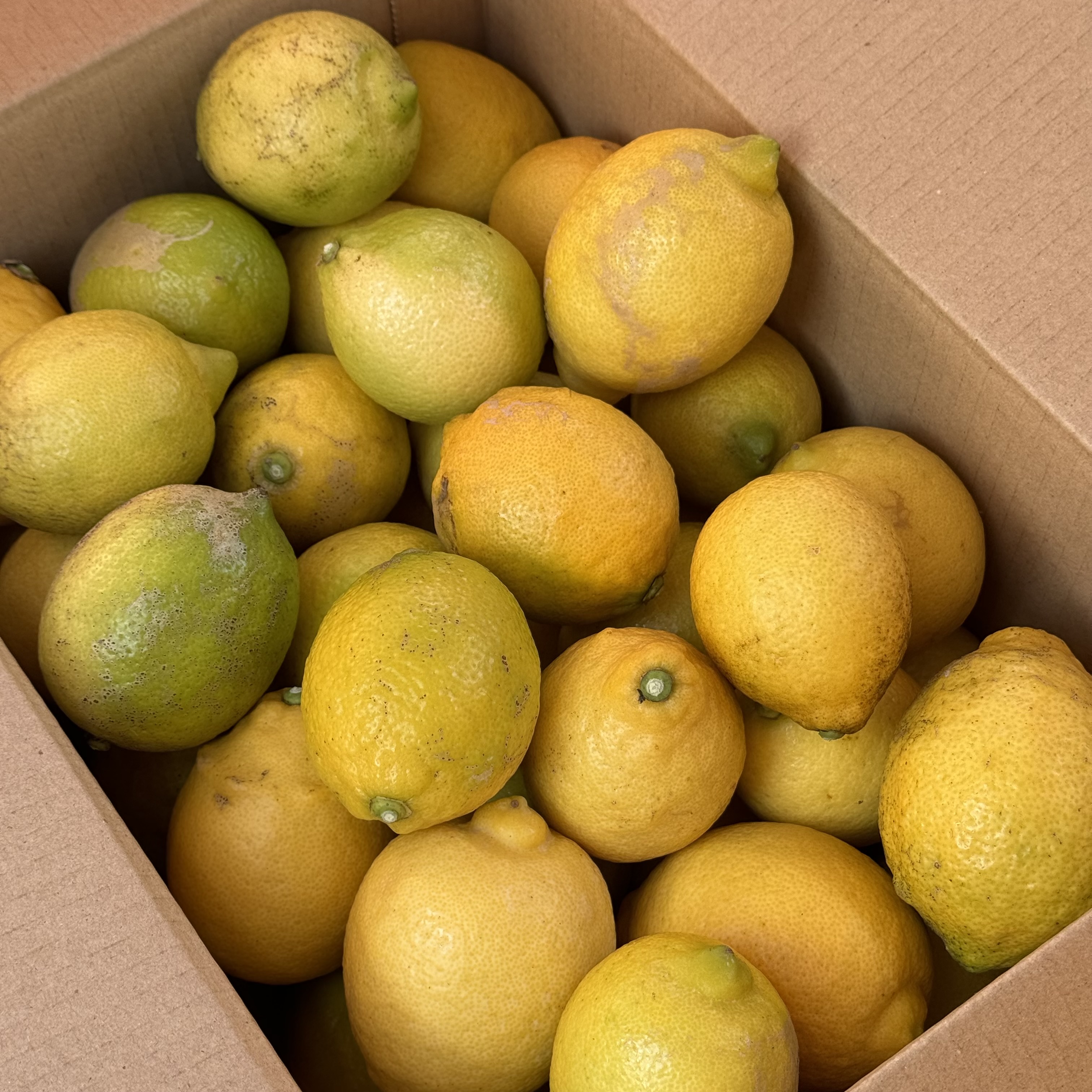 【たっぷり使える】訳あり家庭用レモン・5kg(40~50個)のサムネイル画像