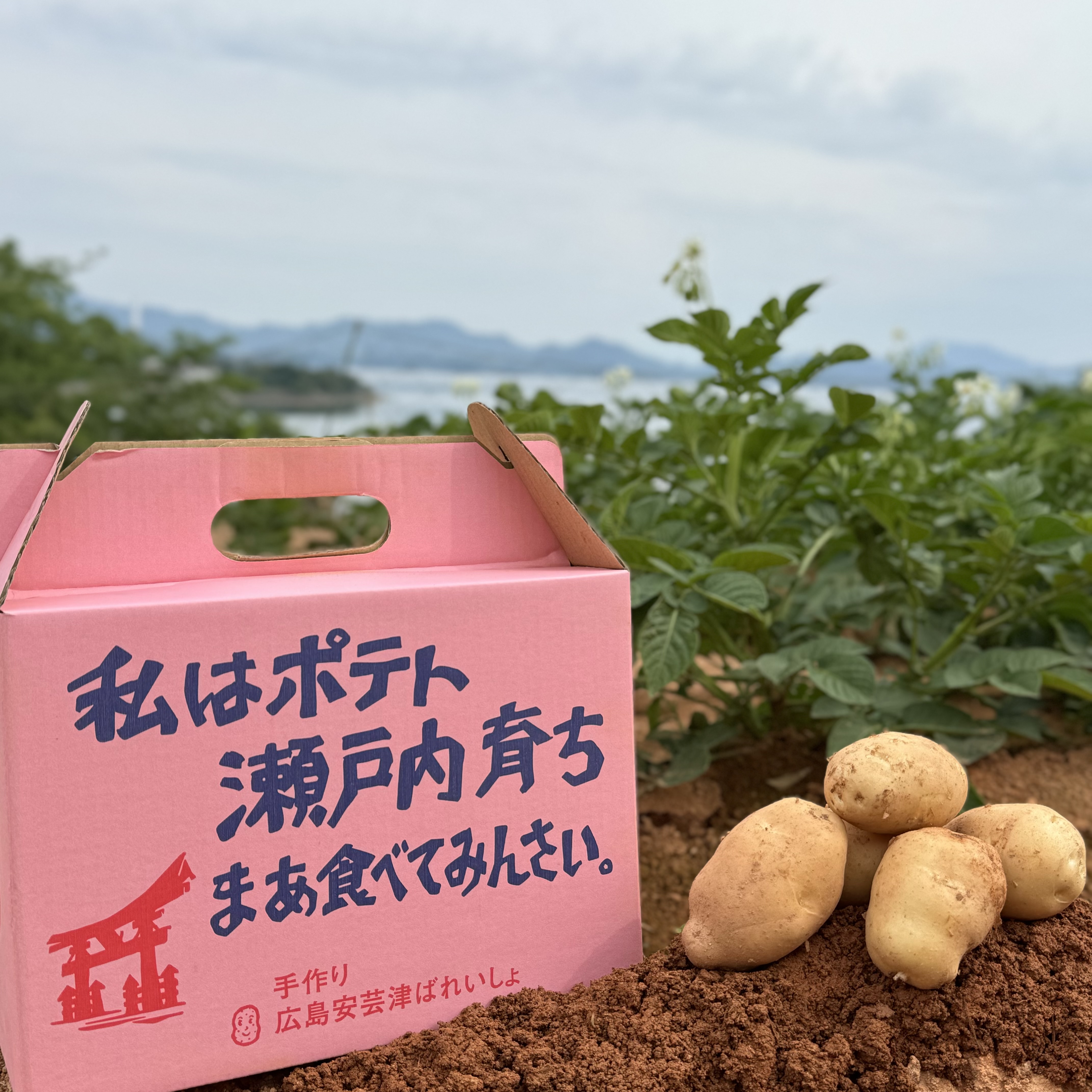 【瀬戸内の名産】赤土じゃがいも3キロ(20〜30個)のサムネイル画像