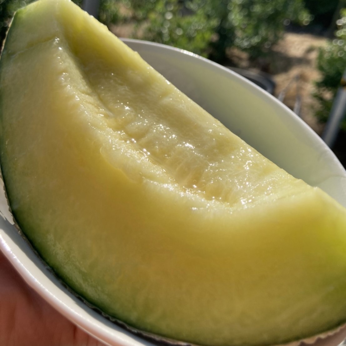 夏だけの極上果実】大崎上島産メロン「ミライノ夏」西田農園 - 産地