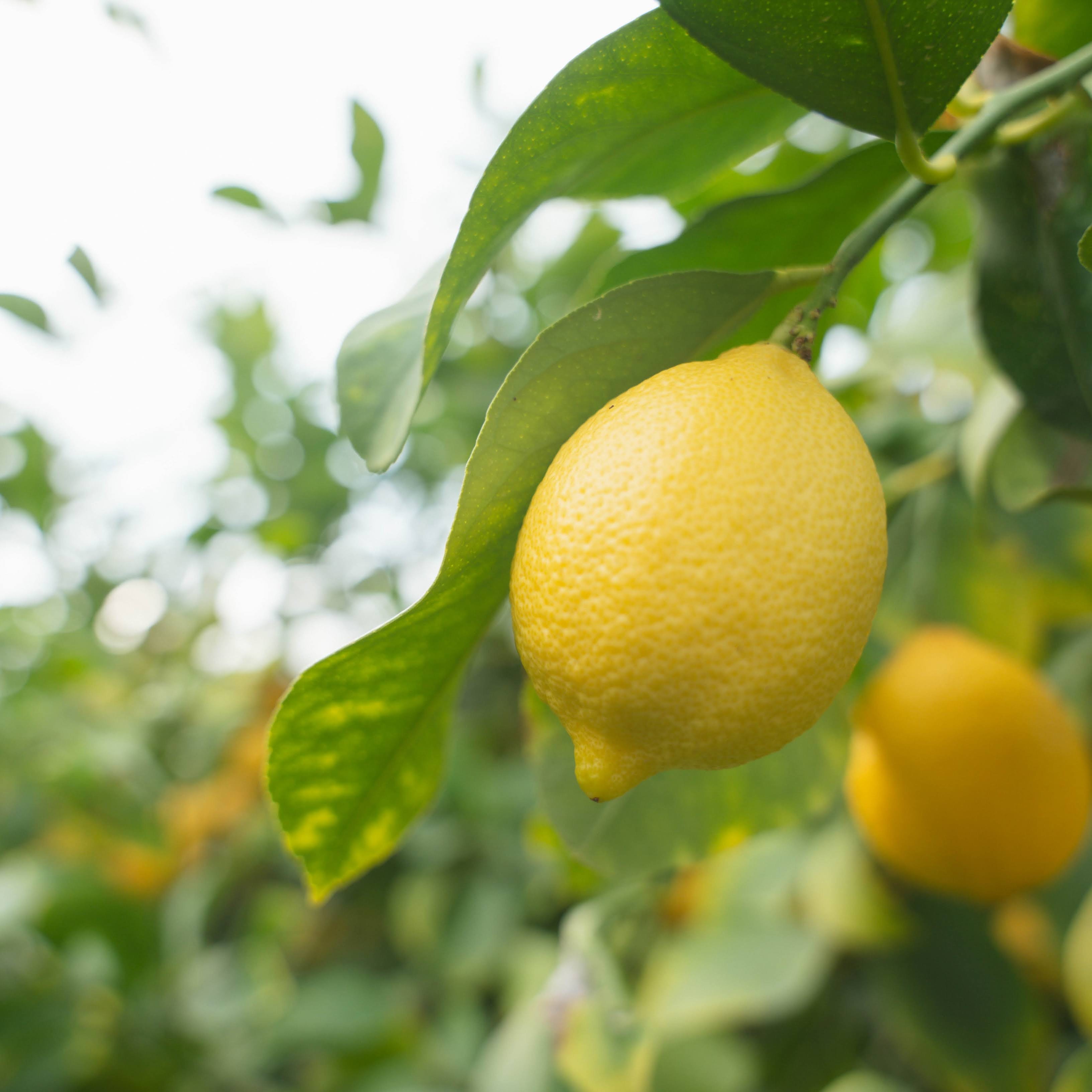 瀬戸内・安芸津産レモン2キロのサムネイル画像_1