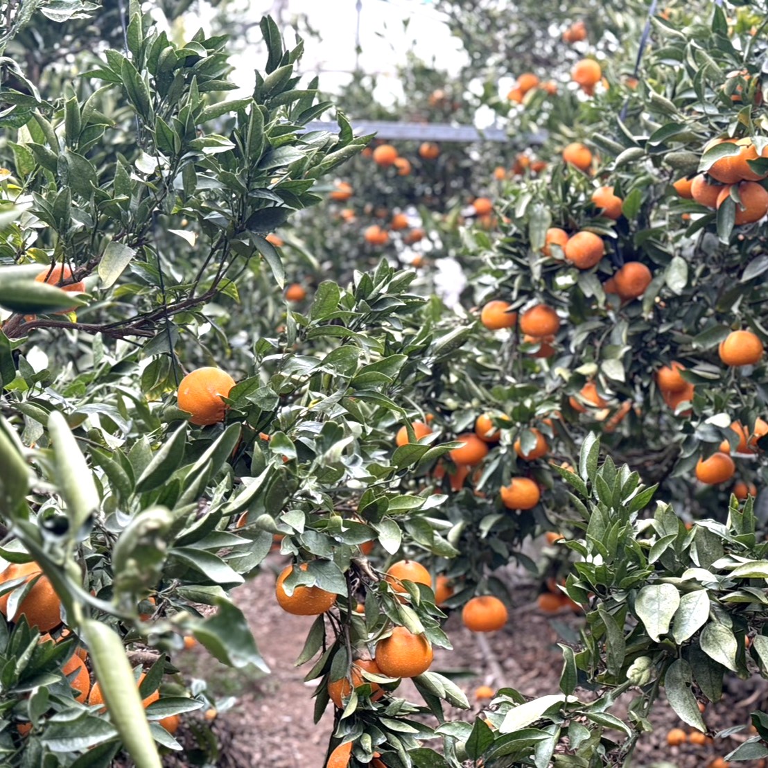 【贈答用・3月上旬発送】ハウス栽培せとか3キロ（15玉ほど）のサムネイル画像_2