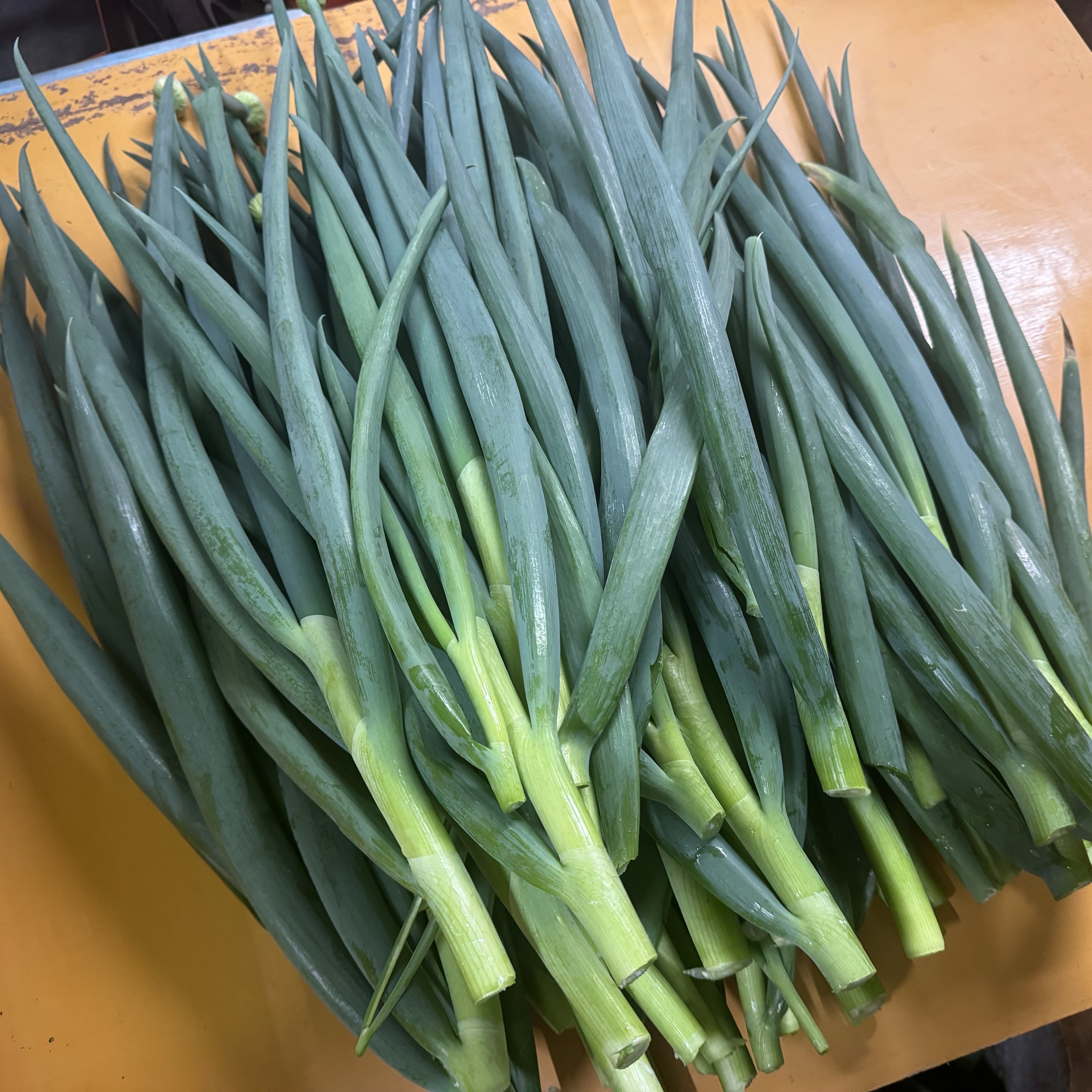 飲食店向け】瀬戸内・青ネギ5キロ - 産地直送のお取り寄せ通販【ふる