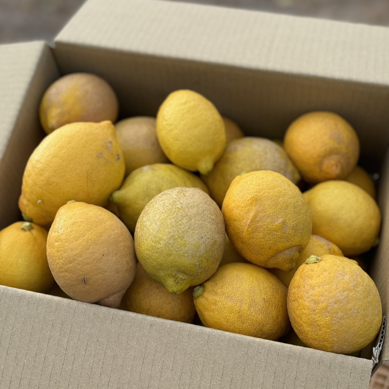 【まずはお試し】訳あり家庭用レモン・2kg(15~20個)のサムネイル画像