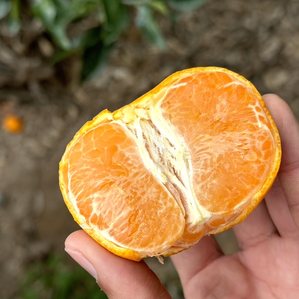 【家庭用・3月上旬発送】ハウス栽培せとか（小玉Sサイズ）のサムネイル画像