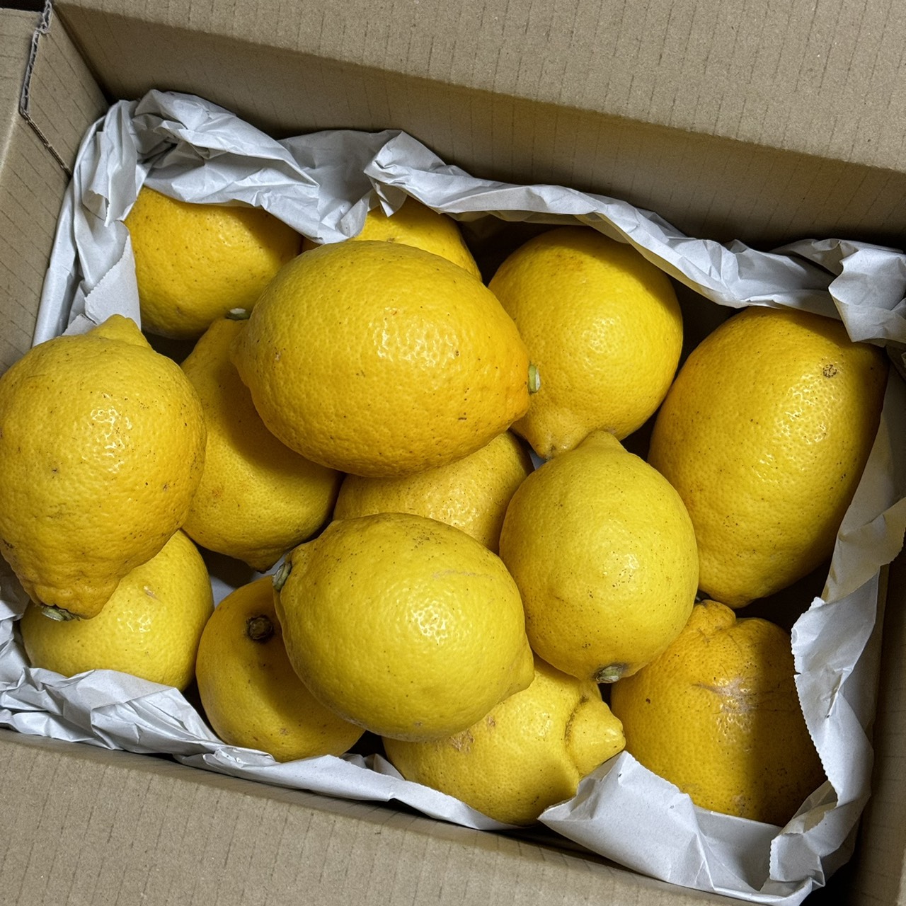 【農薬不使用】完熟・瀬戸内レモン2キロ（15個ほど）のサムネイル画像