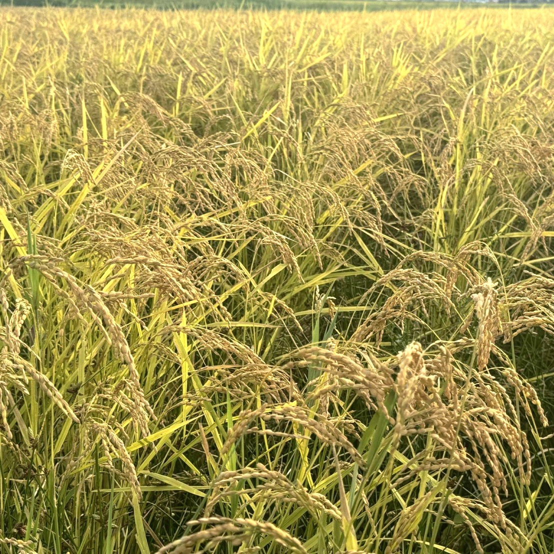 有機栽培米しらさぎミルキークイーン(玄米5キロ)のサムネイル画像_1