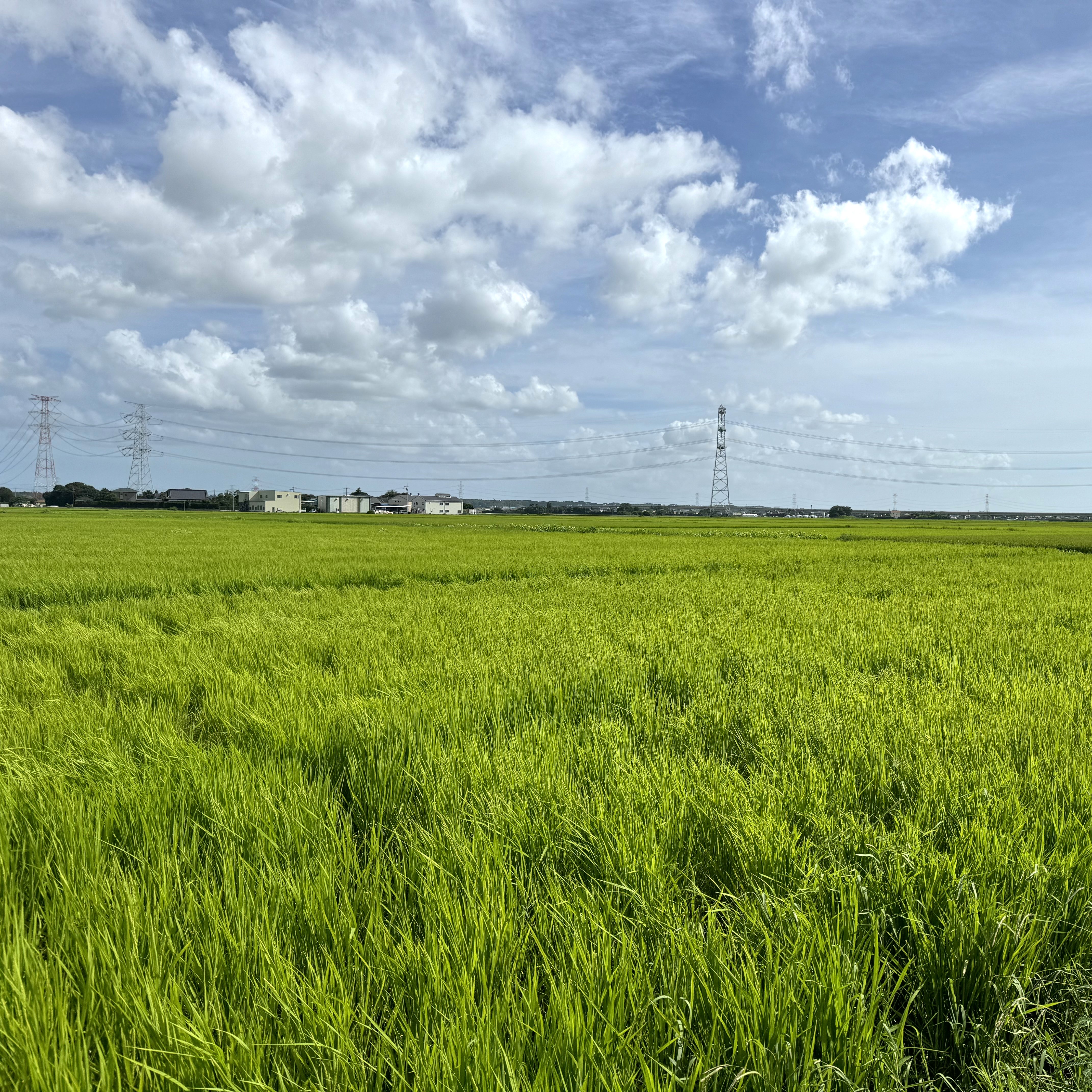 有機栽培米しらさぎミルキークイーン（白米5キロ）のサムネイル画像_3