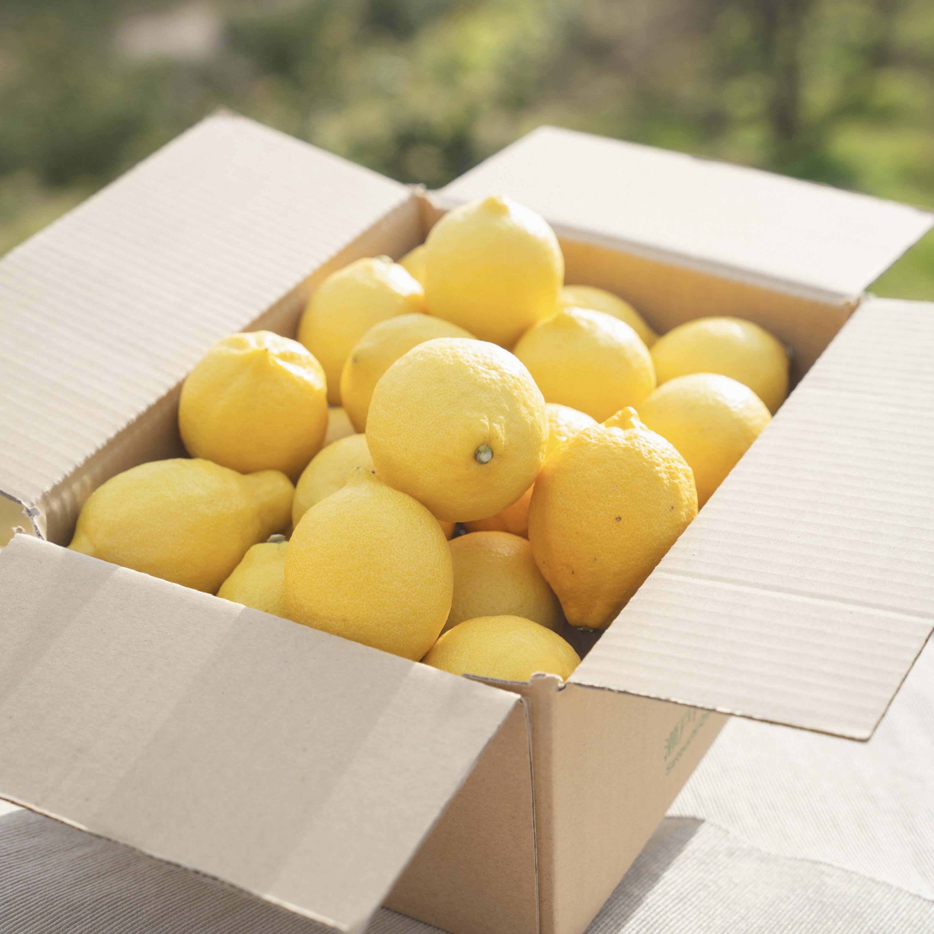 瀬戸内・安芸津産レモン5キロのサムネイル画像