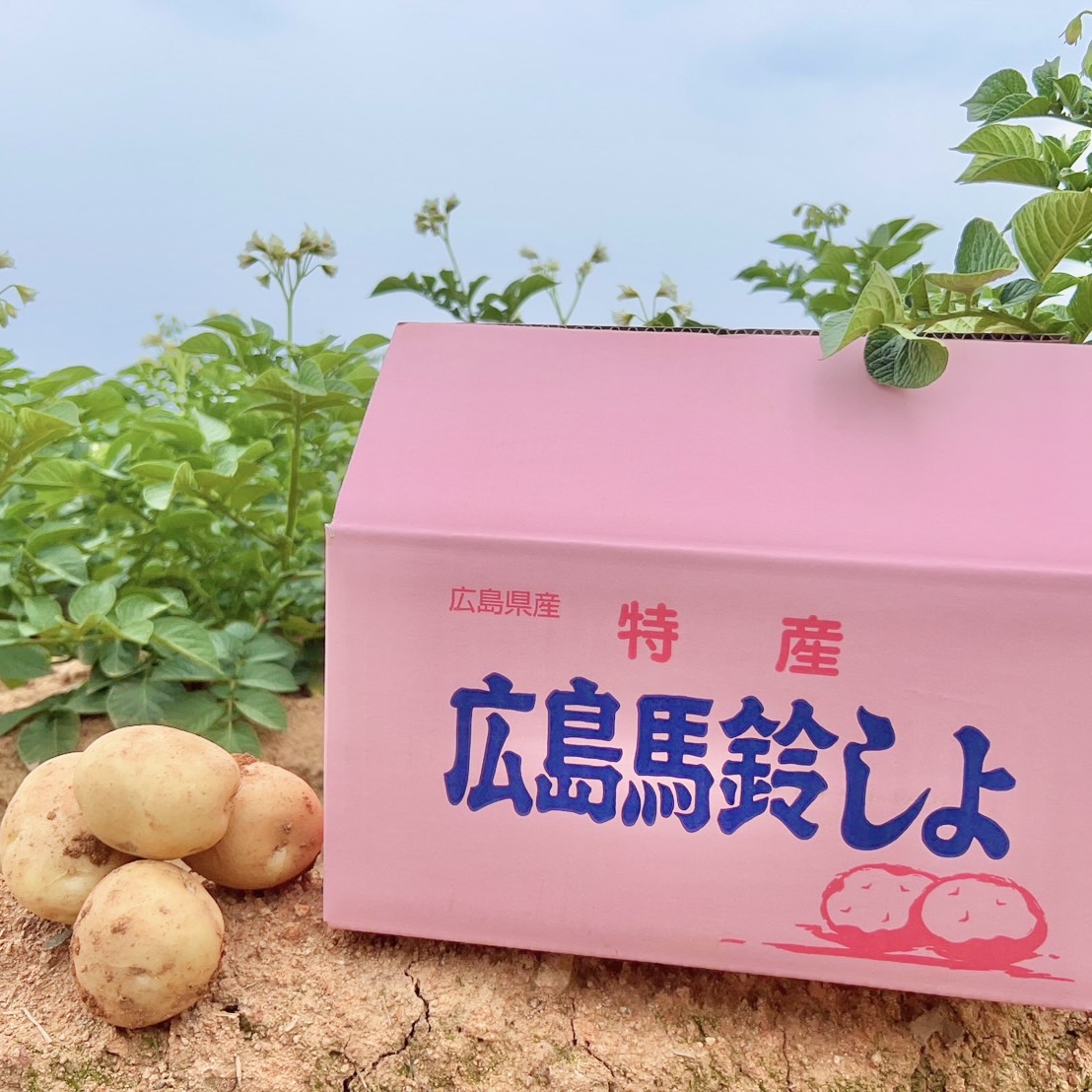 【瀬戸内の名産】赤土じゃがいも5キロ(40〜50個)のサムネイル画像