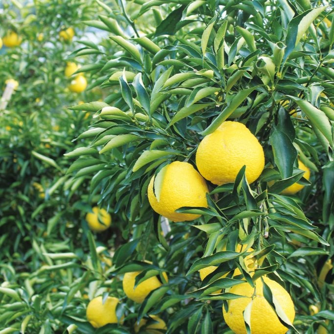 【やさしい甘味の黄色い果実】瀬戸内安芸津産・はるか(贈り物にも)のサムネイル画像_0