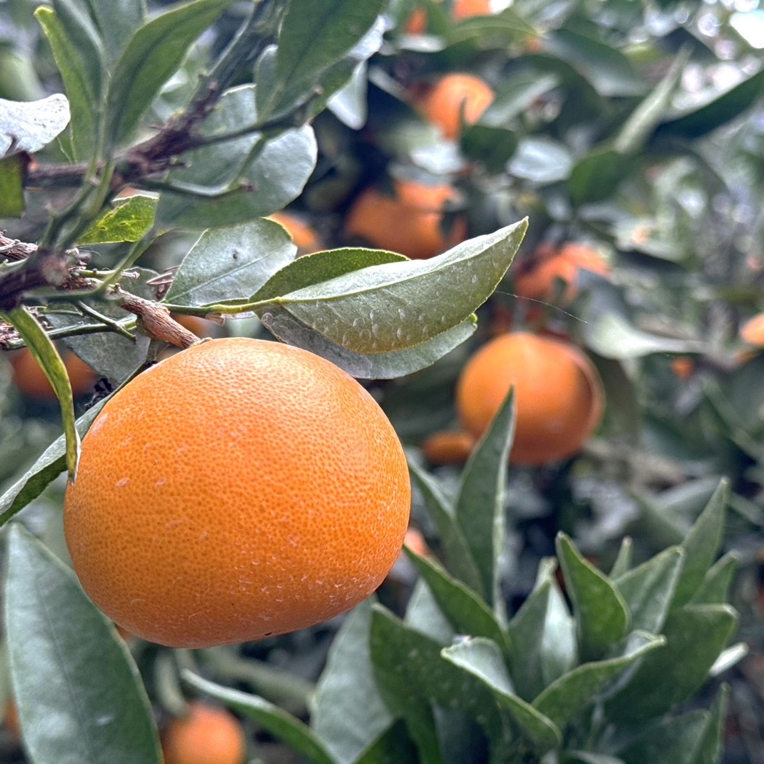 【家庭用・3月上旬発送】瀬戸内せとか(露地栽培)のサムネイル画像