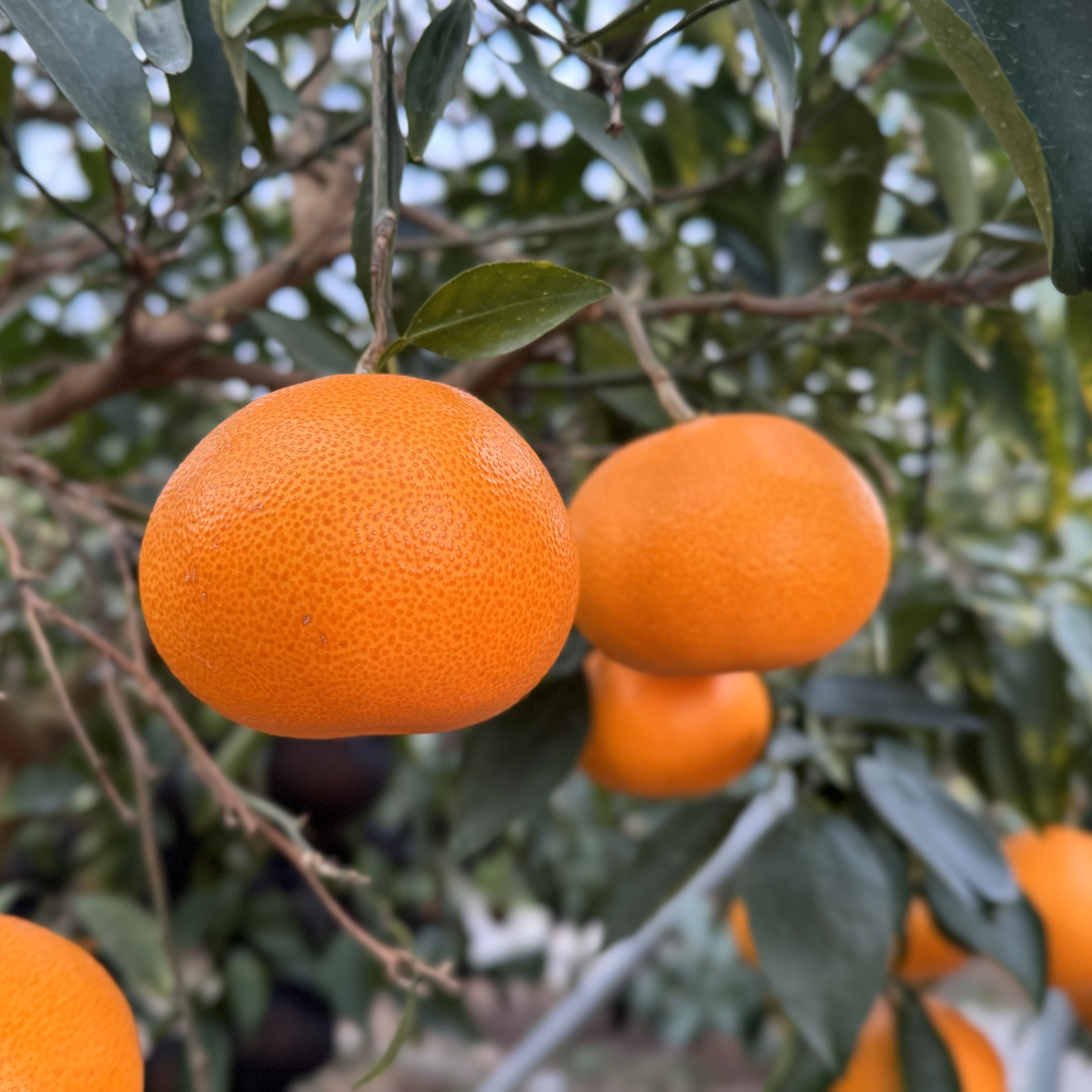 【贈答用・2月中旬発送】ハウス栽培せとか3キロ(9〜12個)のサムネイル画像_4